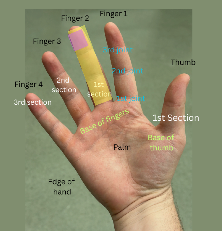 hand diagram finger 2 highlights